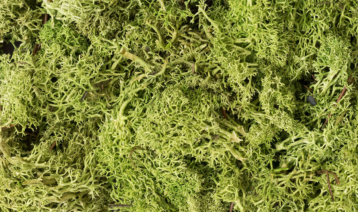 Lichen: Light Green (Small Bag)