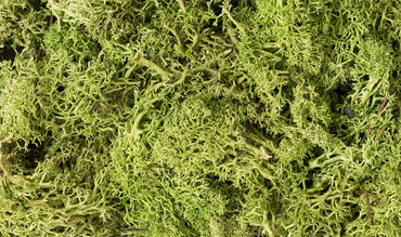 Lichen: Light Green (Small Bag)