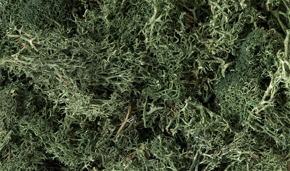 Lichen: Dark Green (Small Bag)