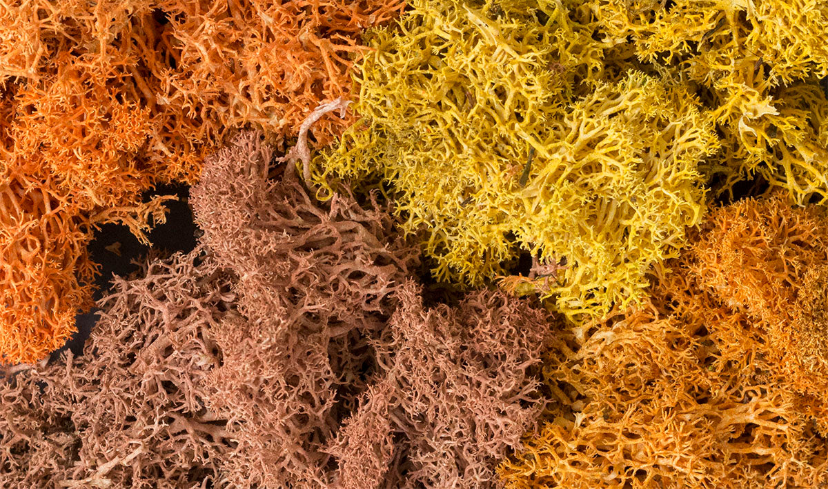 Lichen: Autumn Mix (Small Bag)