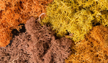 Lichen: Autumn Mix (Small Bag)