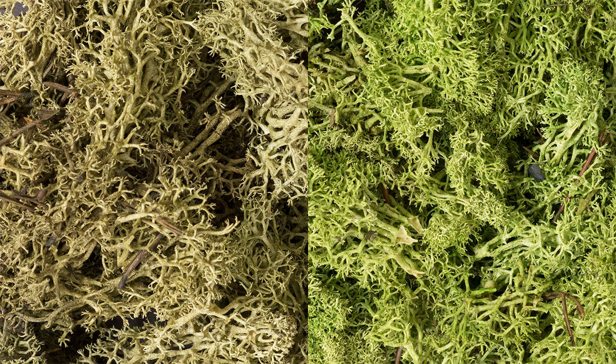 Lichen: Light Green Mix (Large Bag)