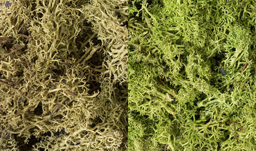 Lichen: Light Green Mix (Large Bag)